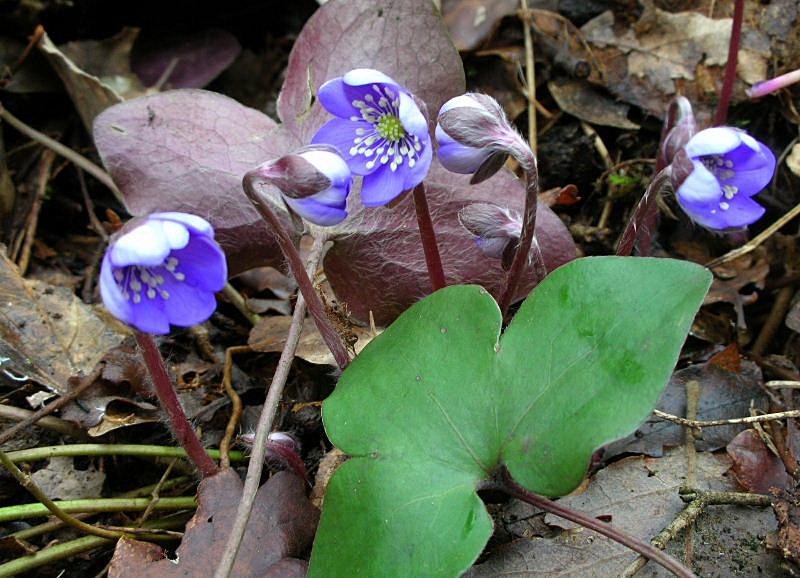 Hepatica nobilis / Erba trinit